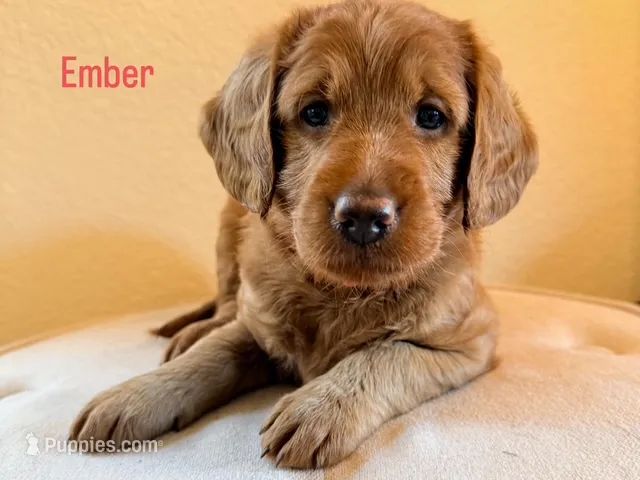 Ember – Labradoodle puppy for sale in Shingle Springs, CA