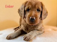 Ember, a female Labradoodle for sale in Shingle Springs, CA – 1 of 2