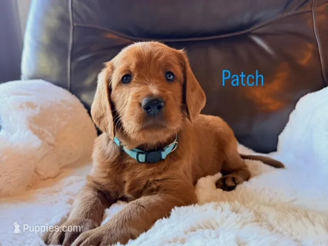 Patch – Labradoodle puppy for sale in Shingle Springs, CA