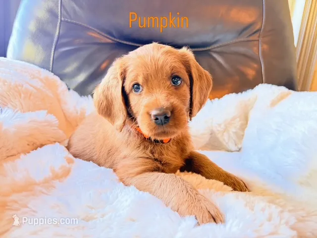 Pumpkin – Labradoodle puppy on hold in Shingle Springs, CA