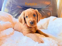 Pumpkin, a female Labradoodle for sale in Shingle Springs, CA – 1 of 2