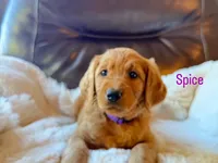 Spice, a female Labradoodle for sale in Shingle Springs, CA – 1 of 2