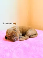 Autumn, a female Labradoodle for sale in Shingle Springs, CA – 2 of 2