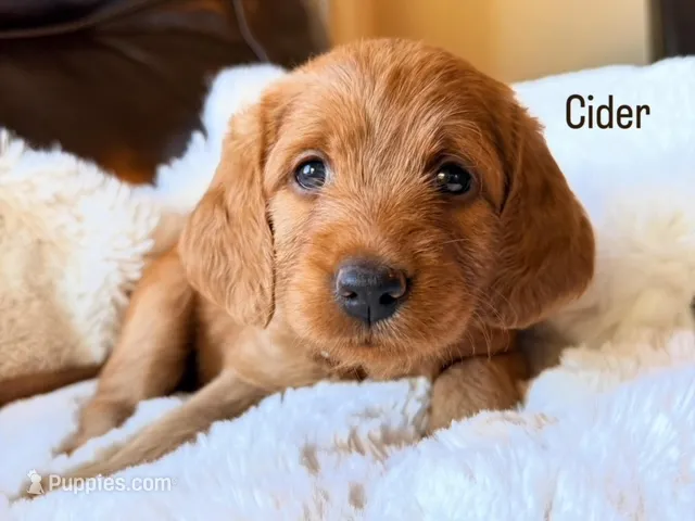 Cider – Labradoodle puppy for sale in Shingle Springs, CA
