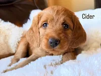 Cider, a female Labradoodle for sale in Shingle Springs, CA – 1 of 2