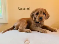 Carmel, a female Labradoodle for sale in Shingle Springs, CA – 1 of 2