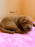 Spice, a female Labradoodle for sale in Shingle Springs, CA – 2 of 2