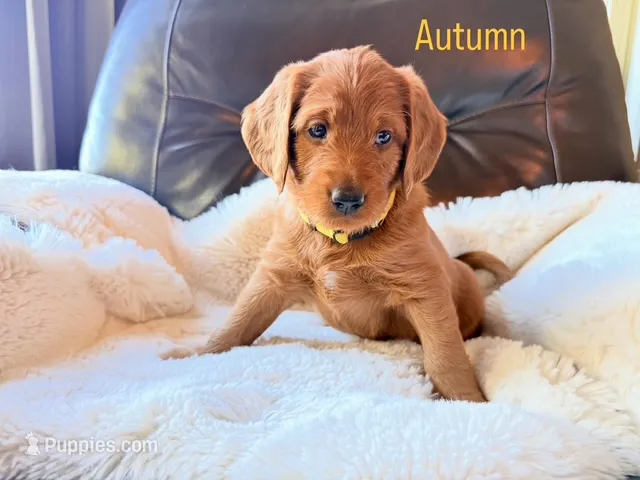 Autumn – Labradoodle puppy for sale in Shingle Springs, CA