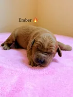 Ember, a female Labradoodle for sale in Shingle Springs, CA – 2 of 2