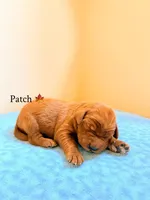 Patch, a male Labradoodle for sale in Shingle Springs, CA – 3 of 3