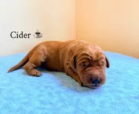 Cider, a female Labradoodle for sale in Shingle Springs, CA – 2 of 2