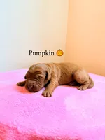 Pumpkin, a female Labradoodle for sale in Shingle Springs, CA – 2 of 2