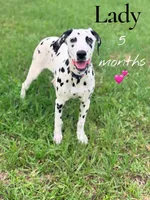 Lady, a female Dalmatian for sale in Jemison, AL – 1 of 4