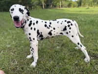 Lady, a female Dalmatian for sale in Jemison, AL – 3 of 4