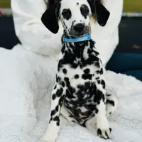 Owl, a male Dalmatian for sale in Jemison, AL – 1 of 3