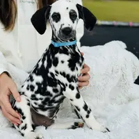 Owl, a male Dalmatian for sale in Jemison, AL – 2 of 3