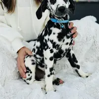 Owl, a male Dalmatian for sale in Jemison, AL – 3 of 3