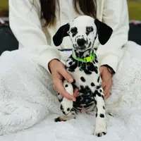 Piglet, a male Dalmatian for sale in Jemison, AL – 3 of 3