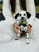 processed/211b9a7b-e812-4623-9dca-17ec6f5e2000/listing/1a08e80b-d44a-4dd2-8f67-3c68a12965b1/84e86321-c242-4351-a0e9-98fd8cbd81db