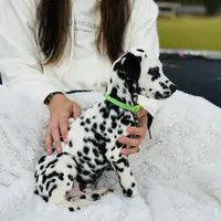 Piglet, a male Dalmatian for sale in Jemison, AL – 2 of 3