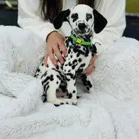 Piglet, a male Dalmatian for sale in Jemison, AL – 1 of 3