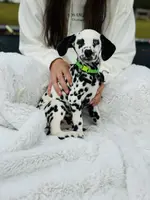 processed/211b9a7b-e812-4623-9dca-17ec6f5e2000/listing/1a08e80b-d44a-4dd2-8f67-3c68a12965b1/b95a7a0f-a51d-4472-9293-201c36683174