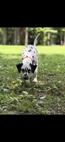 Boone, a male Dalmatian for sale in Jemison, AL – 3 of 6