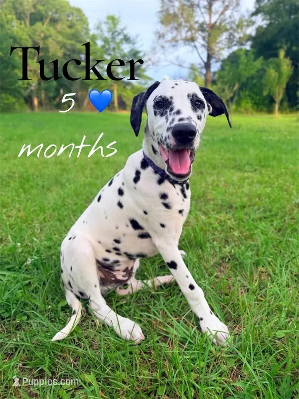 Tucker – Dalmatian puppy for sale in Jemison, AL