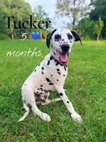 Tucker, a male Dalmatian for sale in Jemison, AL – 1 of 5