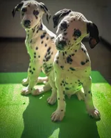 Tucker, a male Dalmatian for sale in Jemison, AL – 2 of 5