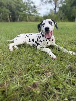 Lady, a female Dalmatian for sale in Jemison, AL – 4 of 4