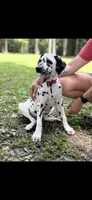 Boone, a male Dalmatian for sale in Jemison, AL – 5 of 6