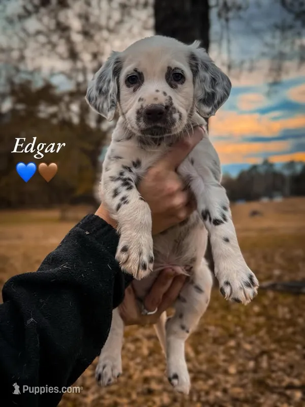 Edgar