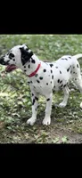 Boone, a male Dalmatian for sale in Jemison, AL – 2 of 6