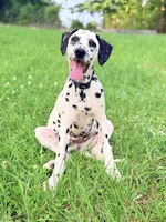 Tucker, a male Dalmatian for sale in Jemison, AL – 3 of 5
