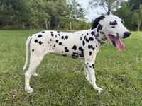 Lady, a female Dalmatian for sale in Jemison, AL – 2 of 4