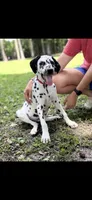 Boone, a male Dalmatian for sale in Jemison, AL – 6 of 6