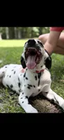 Boone, a male Dalmatian for sale in Jemison, AL – 4 of 6