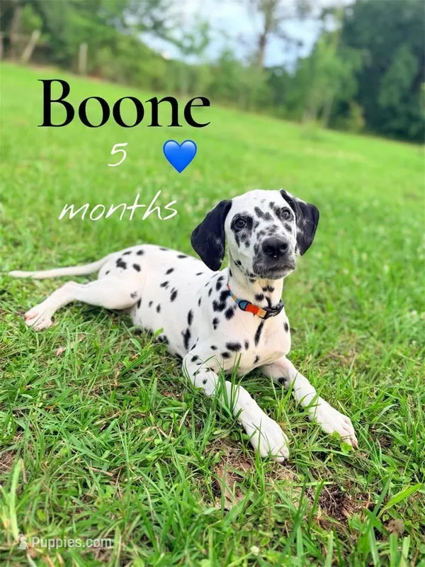 Boone – Dalmatian puppy for sale in Jemison, AL
