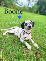 Boone, a male Dalmatian for sale in Jemison, AL – 1 of 6