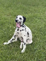 Tucker, a male Dalmatian for sale in Jemison, AL – 5 of 5