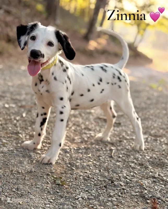 Zinnia – Dalmatian puppy for sale in Jemison, AL