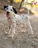 Zinnia, a female Dalmatian for sale in Jemison, AL – 1 of 1