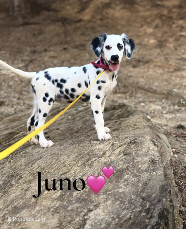 Juno – Dalmatian puppy for sale in Jemison, AL