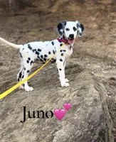 Juno, a female Dalmatian for sale in Jemison, AL – 1 of 1