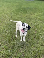 Tucker, a male Dalmatian for sale in Jemison, AL – 4 of 5