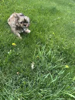 AKC Rex, a male Lhasa Apso for sale in Tomah, WI – 5 of 5