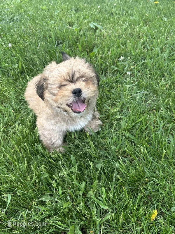 AKC Buddy  – Lhasa Apso puppy for sale in Tomah, WI