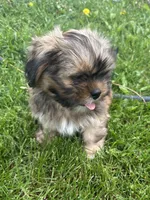 AKC Rex, a male Lhasa Apso for sale in Tomah, WI – 2 of 5