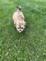 AKC Charlie , a male Lhasa Apso for sale in Tomah, WI – 4 of 6